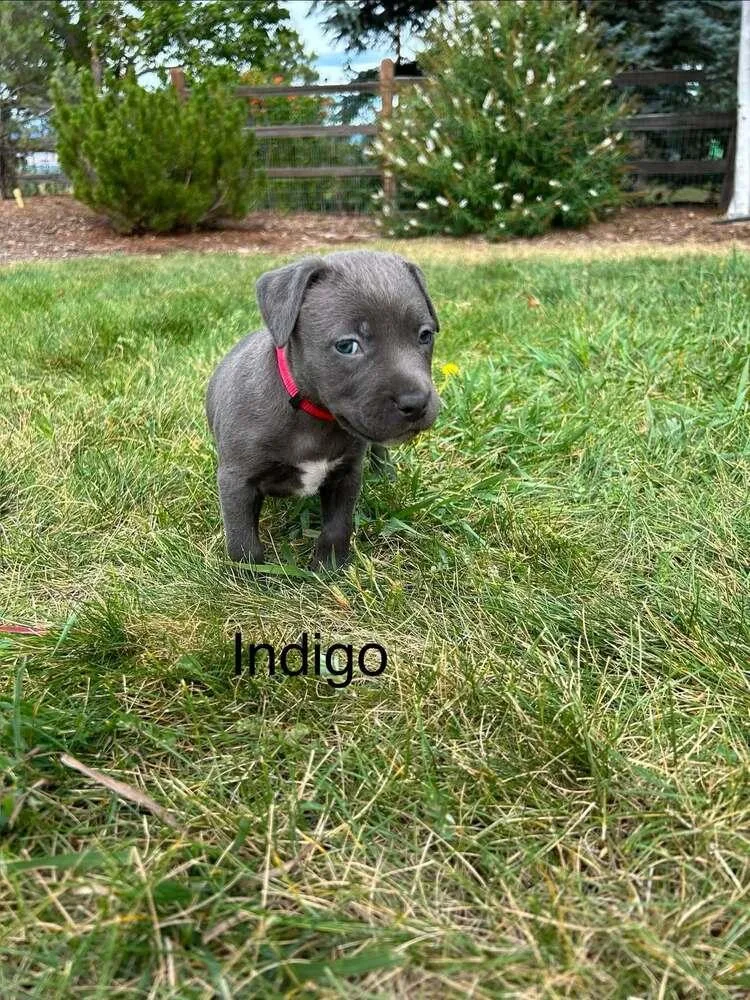 Indigo