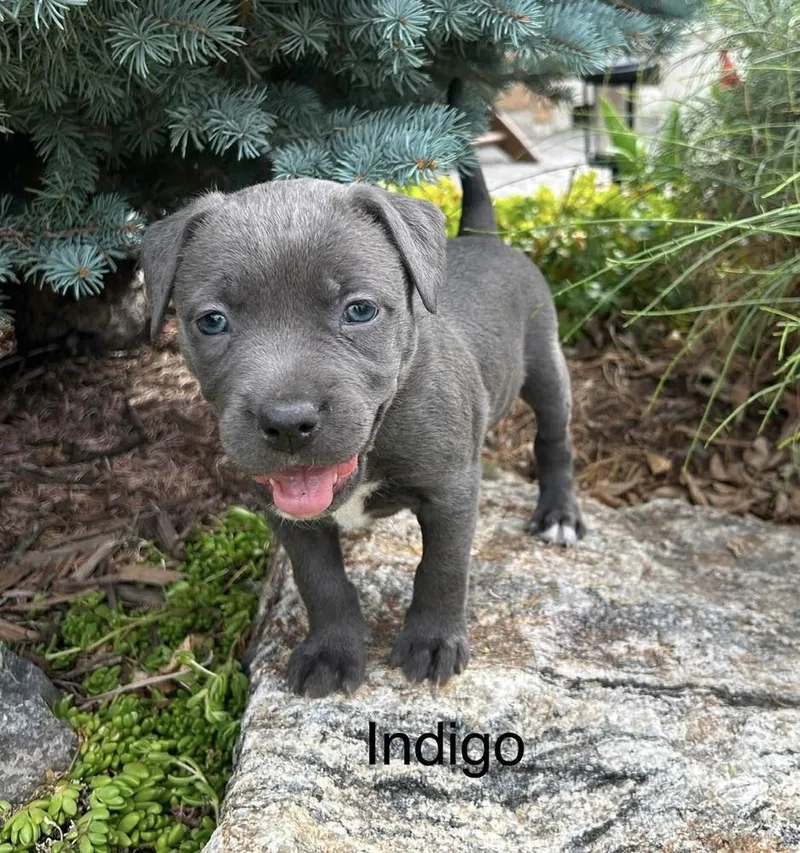Indigo thumbnail 2