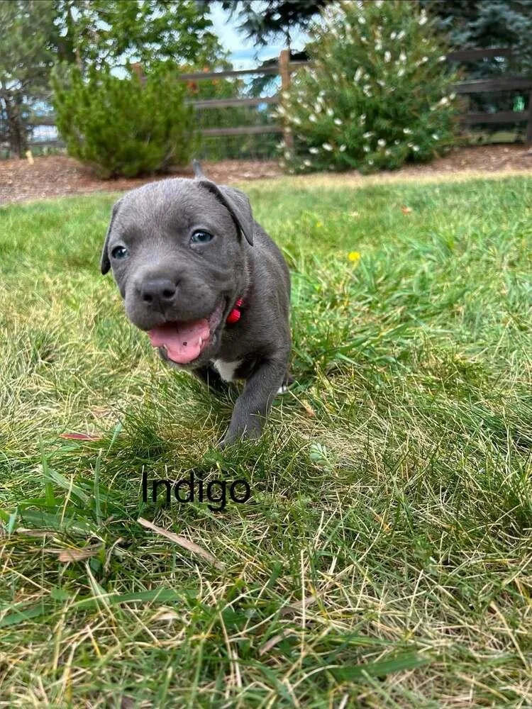 Indigo thumbnail 3