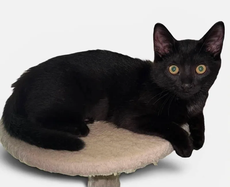 A young medium-sized female Black Domestic Short Hair cat named Venice for adoption in Wyandotte, MI