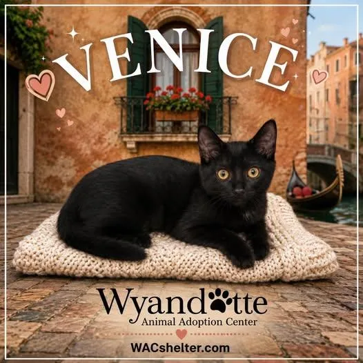Venice thumbnail 2