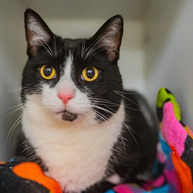 An adult medium-sized male Domestic Short Hair cat named Poki for adoption in Kent, WA