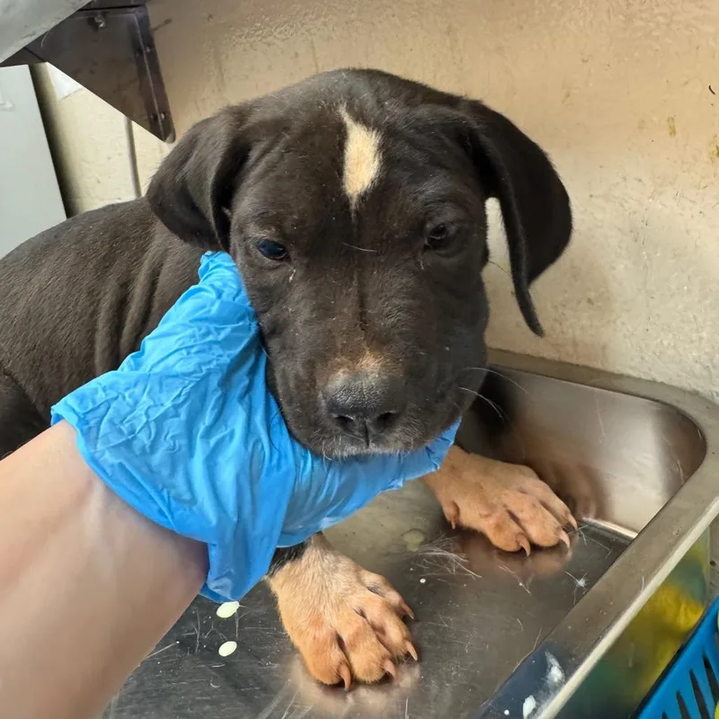 A baby small-sized male Black Pit Bull Terrier dog named Bonner for adoption in Birmingham, AL