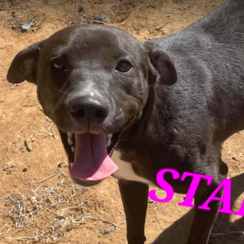 Star Radiant  Needs thumbnail 2
