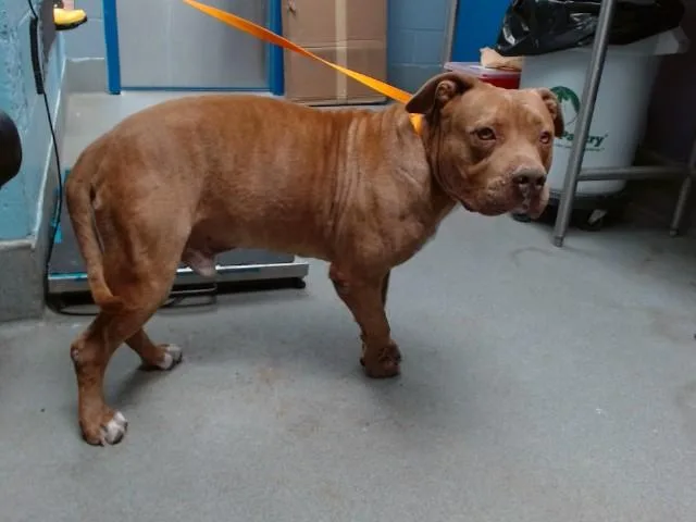 A young medium-sized male Pit Bull Terrier dog named Brando for adoption in Albuquerque, NM