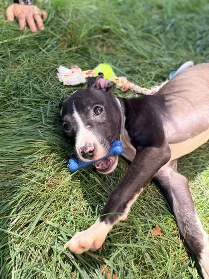 A baby small-sized male Mixed Breed dog named Cargohold for adoption in Chamblee, GA