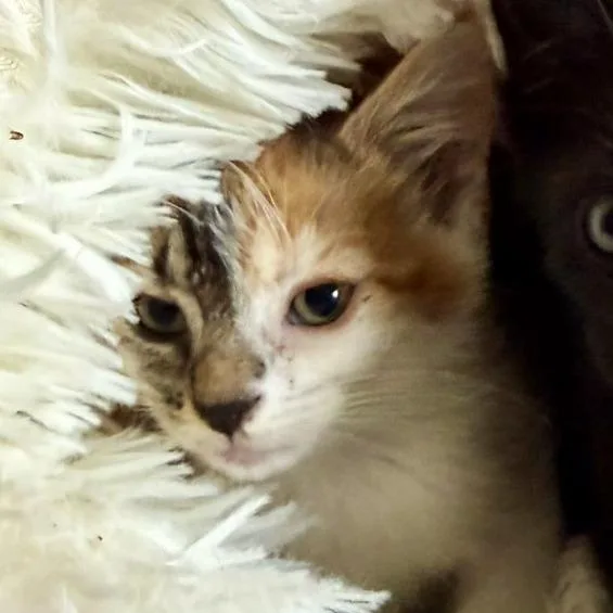 A baby small-sized female Calico Domestic Short Hair cat named Sweet Annie for adoption in Brownsboro, AL