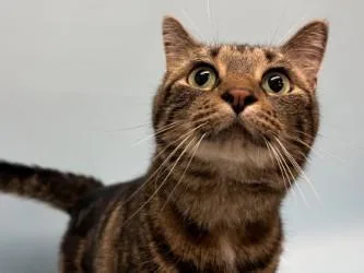 An adult small-sized female Domestic Medium Hair cat named Luna for adoption in Golden Valley, MN