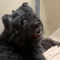 A senior large-sized male Bouvier des Flandres dog named Winn Dixie for adoption in Alachua, GA