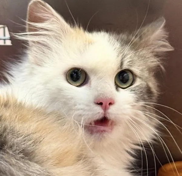 A young small-sized female Domestic Long Hair cat named Queen Angelfish for adoption in Salisbury, MD