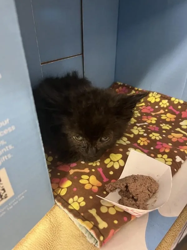 A baby small-sized male Domestic Short Hair cat named Culpeper for adoption in Escondido, CA