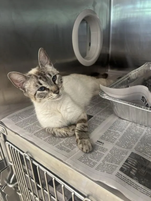 A young medium-sized female Siamese cat named Carrot for adoption in Houston, TX