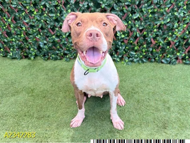 An adult medium-sized female Mixed Breed dog named Becca for adoption in West Palm Beach, FL