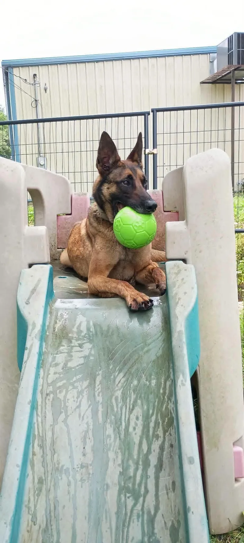 An adult large-sized male Brown / Chocolate Belgian Shepherd / Malinois dog named Maverick for adoption in Sunbright, TN