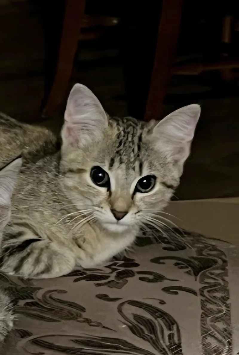 A baby small-sized female Domestic Short Hair cat named Freya for adoption in Knoxville, TN