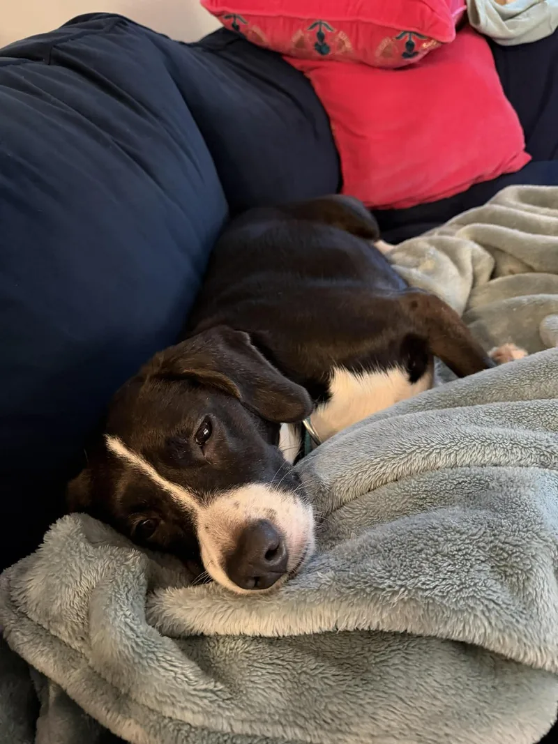An adult medium-sized female Beagle dog named Amelia for adoption in Salisbury, MD