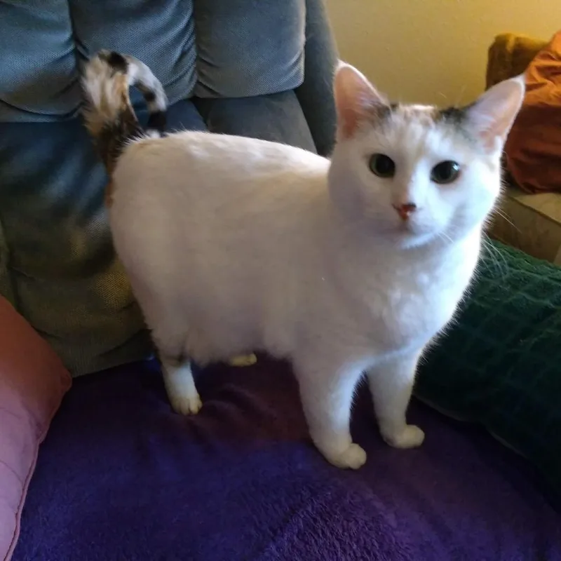 A senior large-sized female White American Shorthair cat named Bella for adoption in Rochester, MN