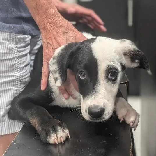A baby medium-sized female White / Cream Boxer dog named Perdita for adoption in Smithville, TN