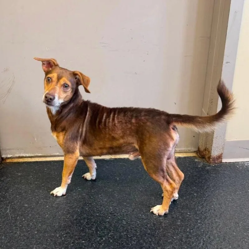 An adult small-sized male Brown / Chocolate Miniature Pinscher dog named Atticus for adoption in Alexandria, VA