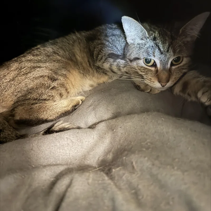 A young medium-sized female Domestic Short Hair cat named Star for adoption in Warren, OH