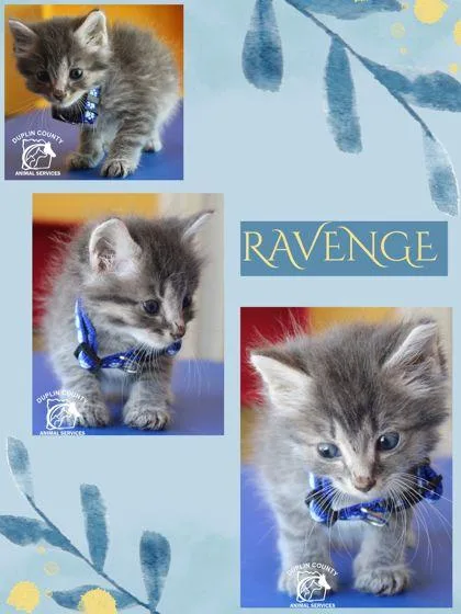 A baby small-sized male Domestic Medium Hair cat named Ravenge for adoption in Kenansville, NC