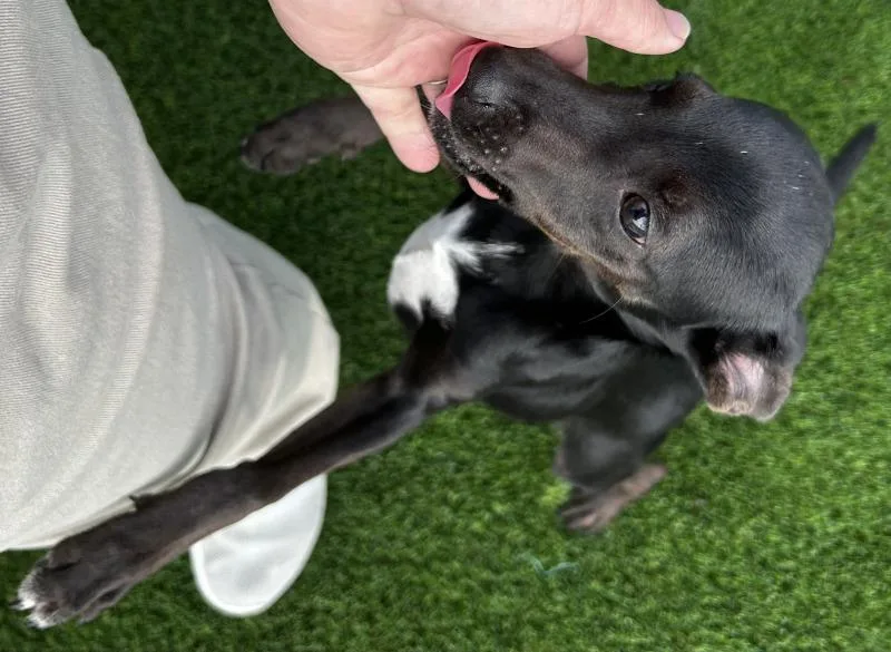 A young small-sized male Black Miniature Pinscher dog named Louie for adoption in bellefontaine, OH
