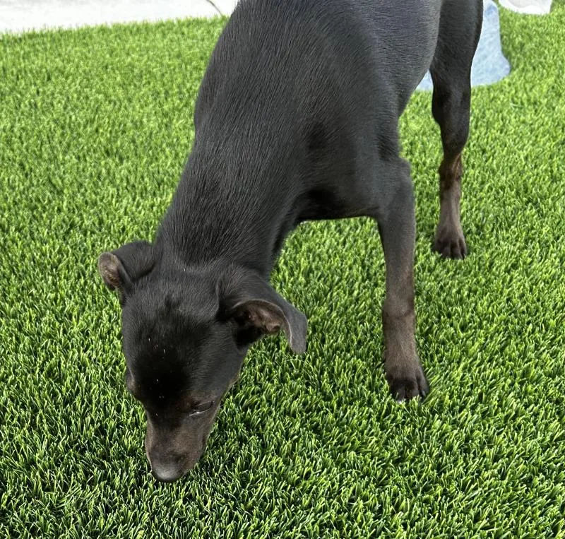 Louie thumbnail 5
