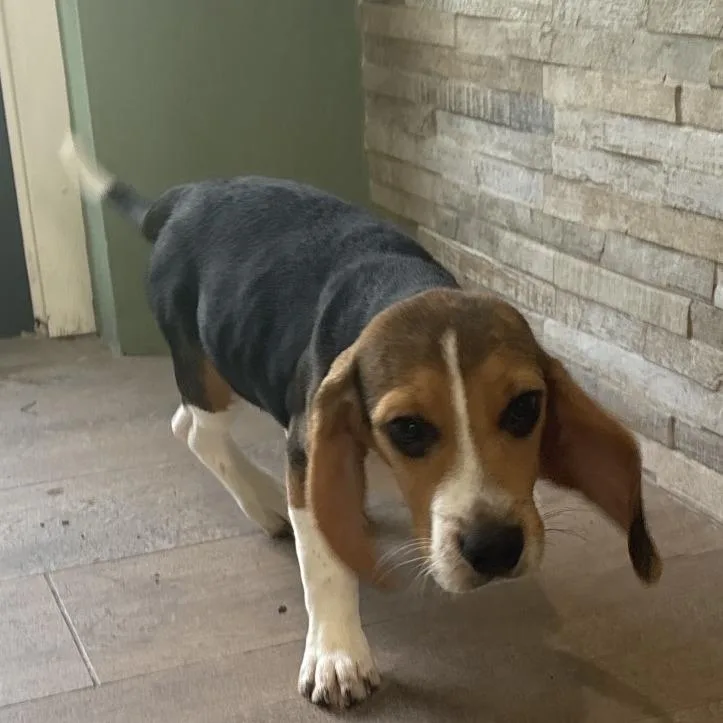A baby small-sized male Yellow / Tan / Blond / Fawn Beagle dog named IH aka Chris for adoption in LOXAHATCHEE, FL