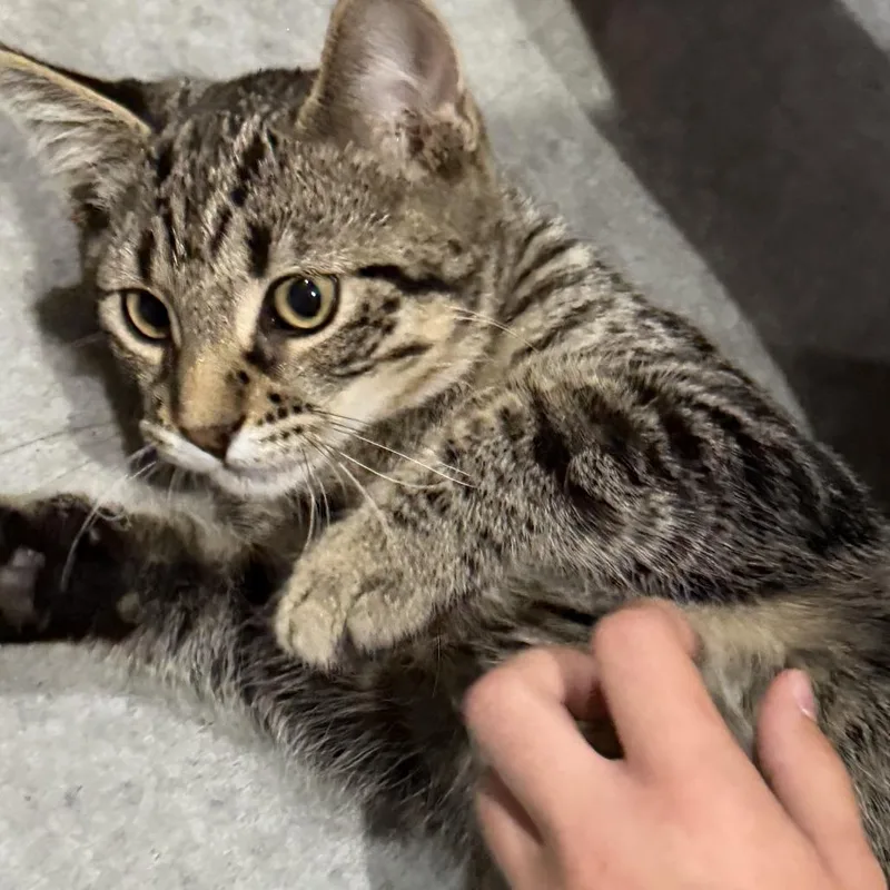 A baby small-sized male Brown / Chocolate Domestic Short Hair cat named Pork Chop C for adoption in Princeton, MN
