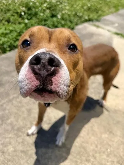 An adult medium-sized male Pit Bull Terrier dog named Kk for adoption in New Orleans, LA
