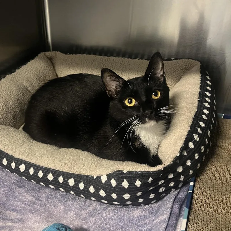 A young medium-sized female Black Domestic Short Hair cat named Star for adoption in Hinsdale, IL