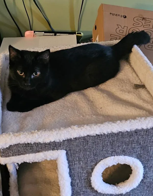 A young medium-sized male Black Domestic Short Hair cat named Sky for adoption in Johnson City, TN