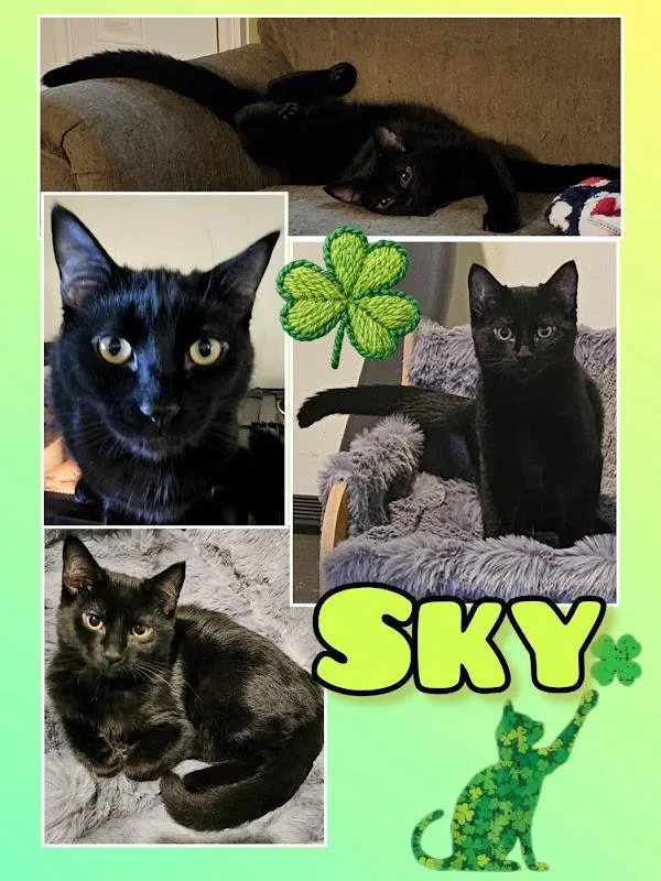 Sky thumbnail 2