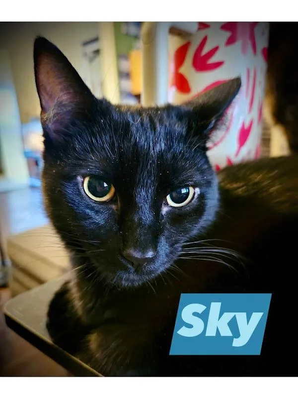 Sky thumbnail 3