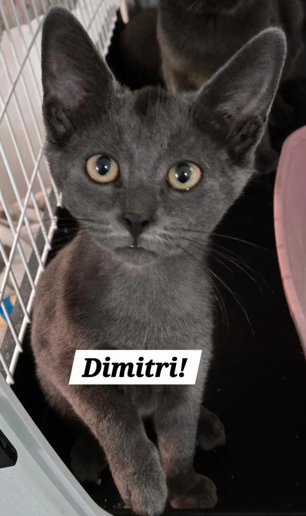 A baby medium-sized male Domestic Short Hair cat named Dimitri for adoption in San Antonio, TX