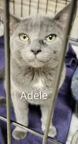 Adele