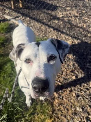 An adult medium-sized female Mixed Breed dog named Royal for adoption in Atlanta, GA