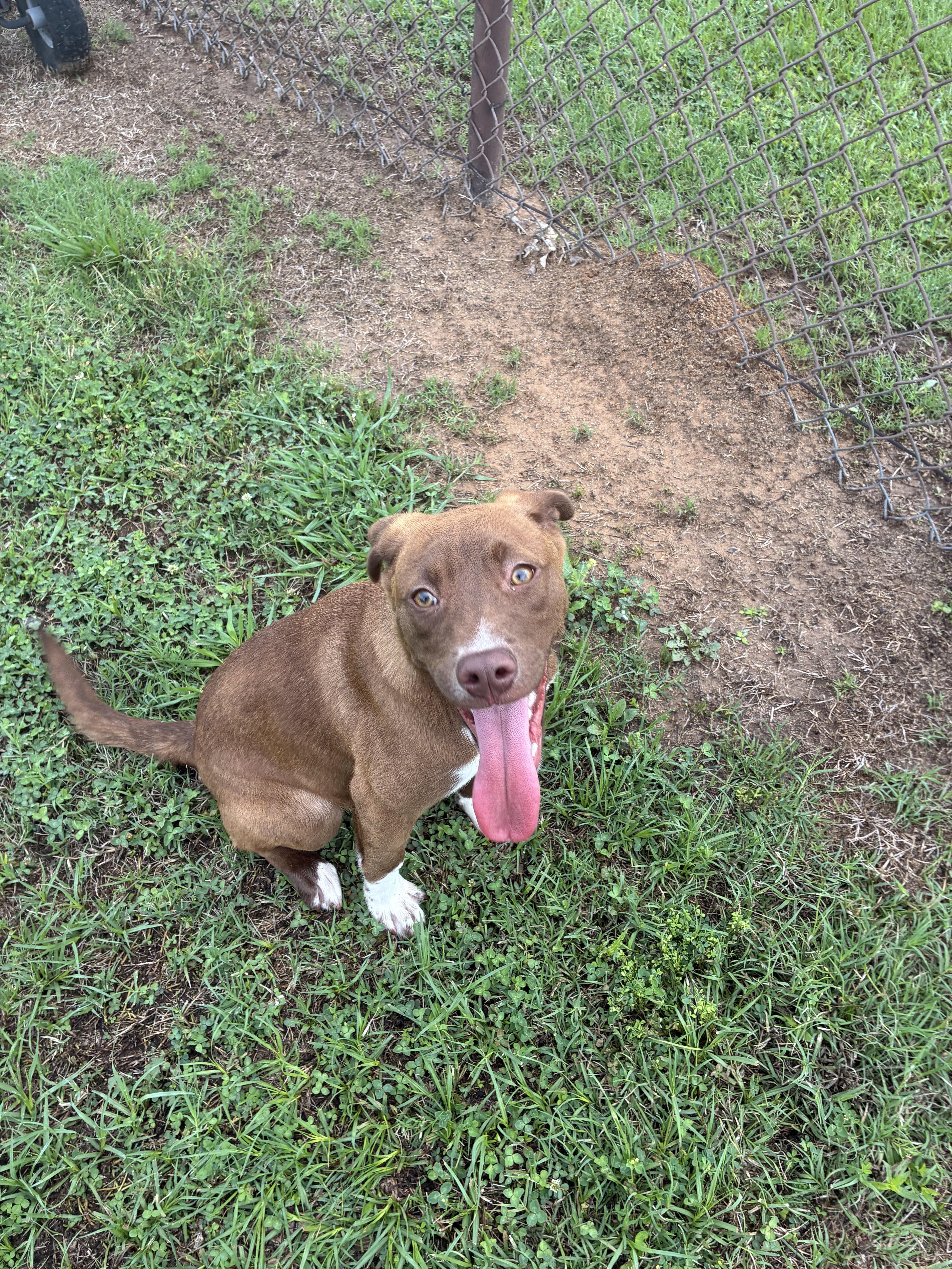 An adult small-sized female Labrador Retriever dog named Judy for adoption in Appling, GA