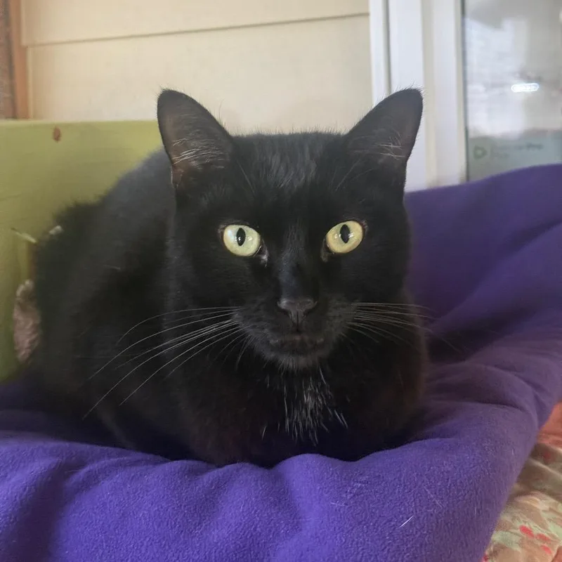 An adult large-sized male Black Domestic Short Hair cat named Void for adoption in Fort Bragg, CA