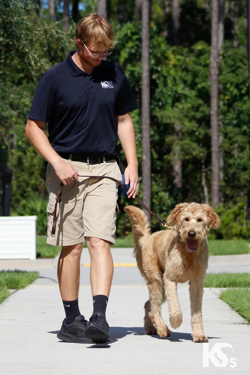 An adult large-sized male Goldendoodle dog named Benji for adoption in Ponte Vedra, FL