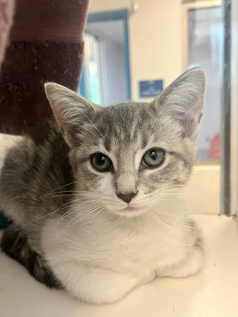 A baby small-sized female Tabby (Gray / Blue / Silver) Domestic Short Hair cat named Gemini for adoption in Manassas, VA