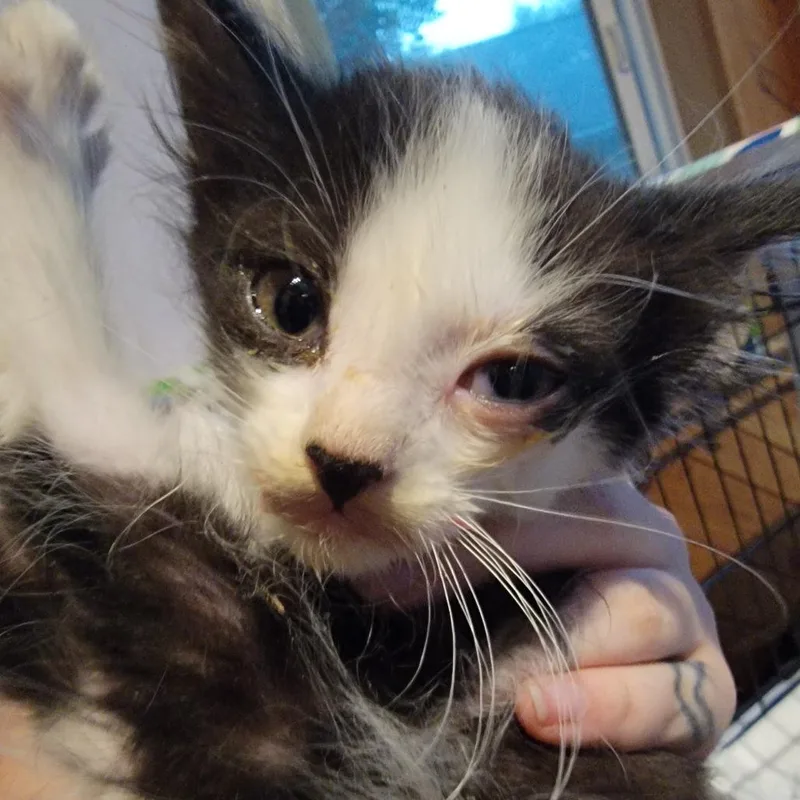 A baby small-sized female Black Domestic Short Hair cat named Zita for adoption in Buffalo, WY