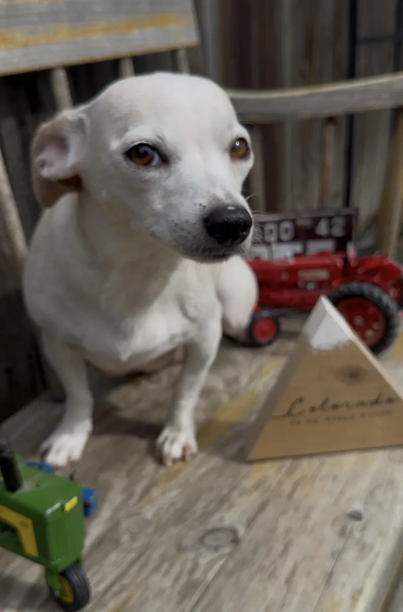 Roxy thumbnail 2