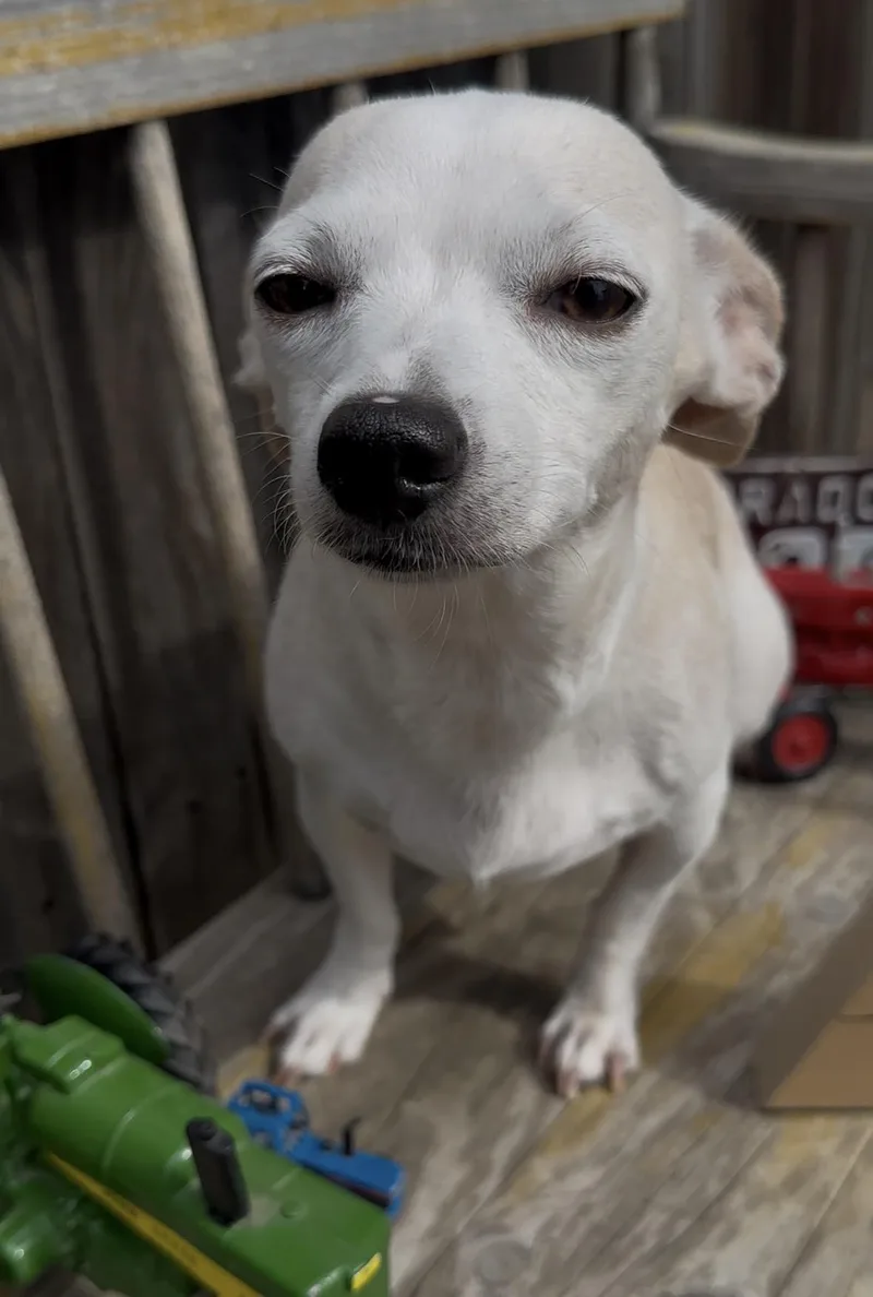 Roxy thumbnail 3