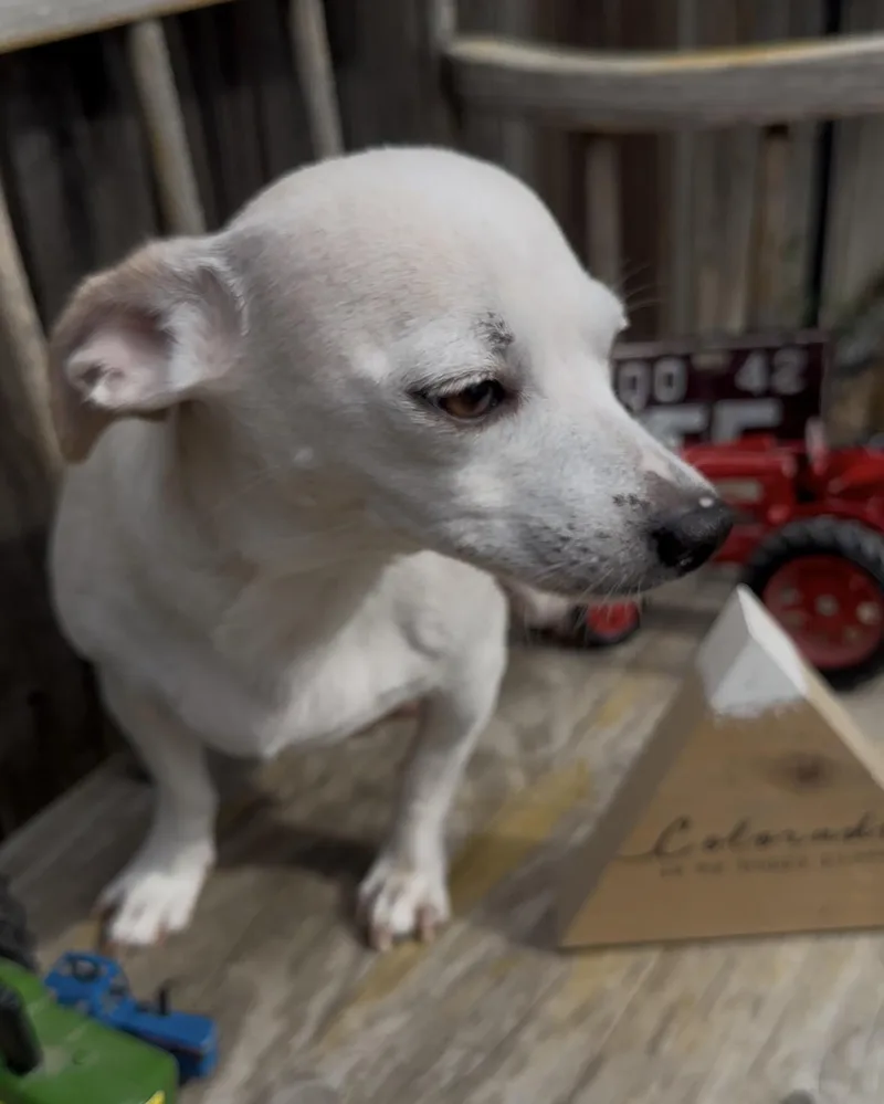 Roxy thumbnail 4