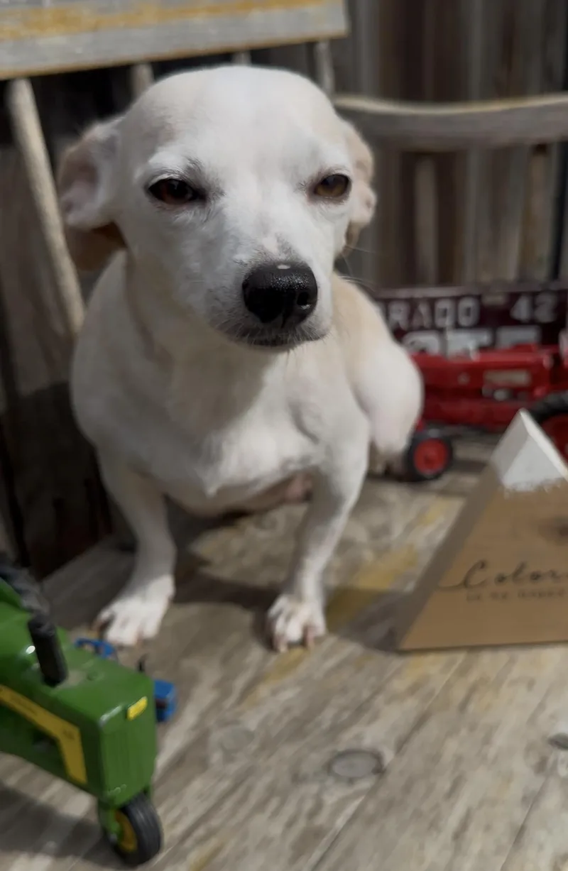 Roxy thumbnail 5