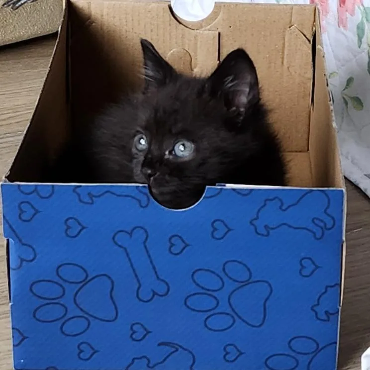 A baby small-sized female Domestic Short Hair cat named Barbara Dedrew for adoption in Cumming, GA