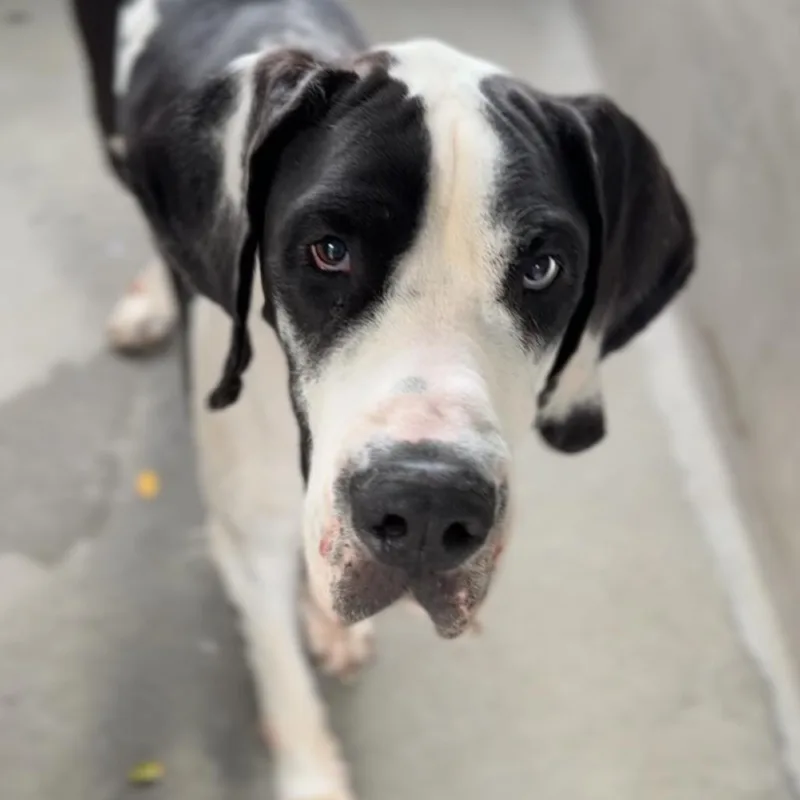 An adult extra large-sized female Black Great Dane dog named Fiona A for adoption in Mission Hills, CA