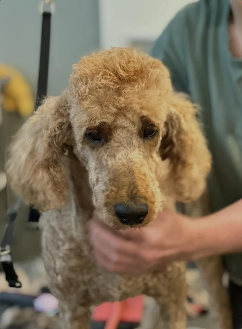 A young medium-sized female Standard Poodle dog named Grace Kelly for adoption in Chester Springs, PA