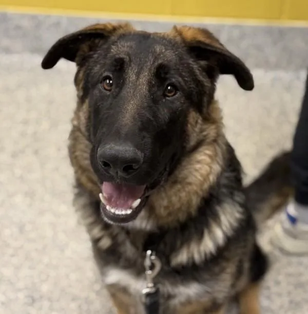 A young large-sized male German Shepherd Dog dog named Robert for adoption in Golden, CO
